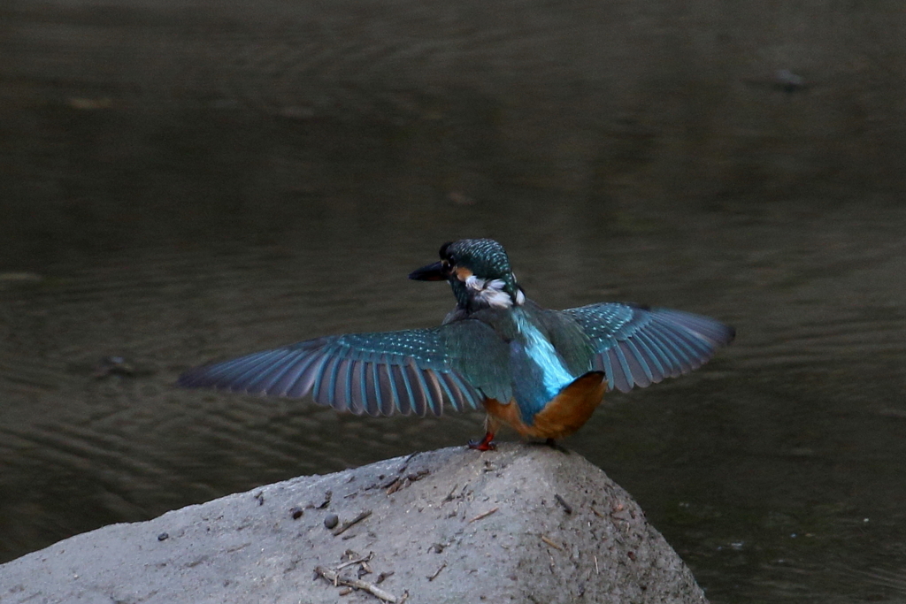 若セミ　セーフ