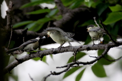 シジュウカラ家族２