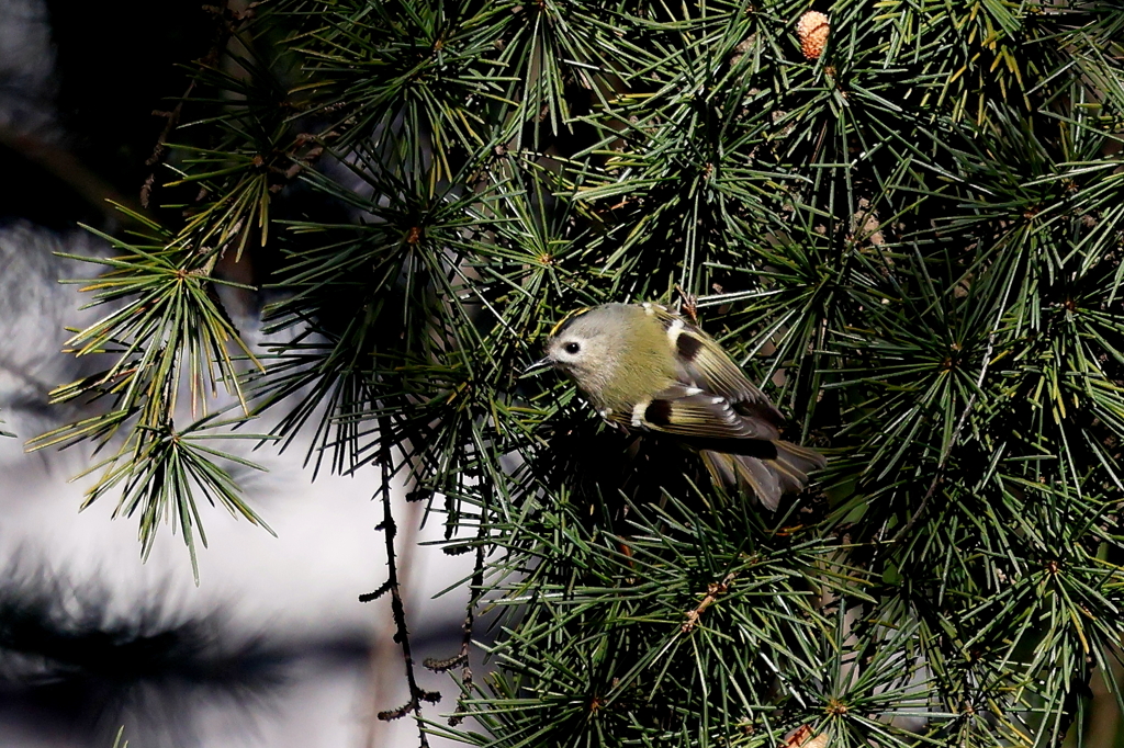 キクイタダキさん