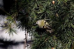 キクイタダキさん