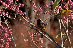 ジョウビタキくん１