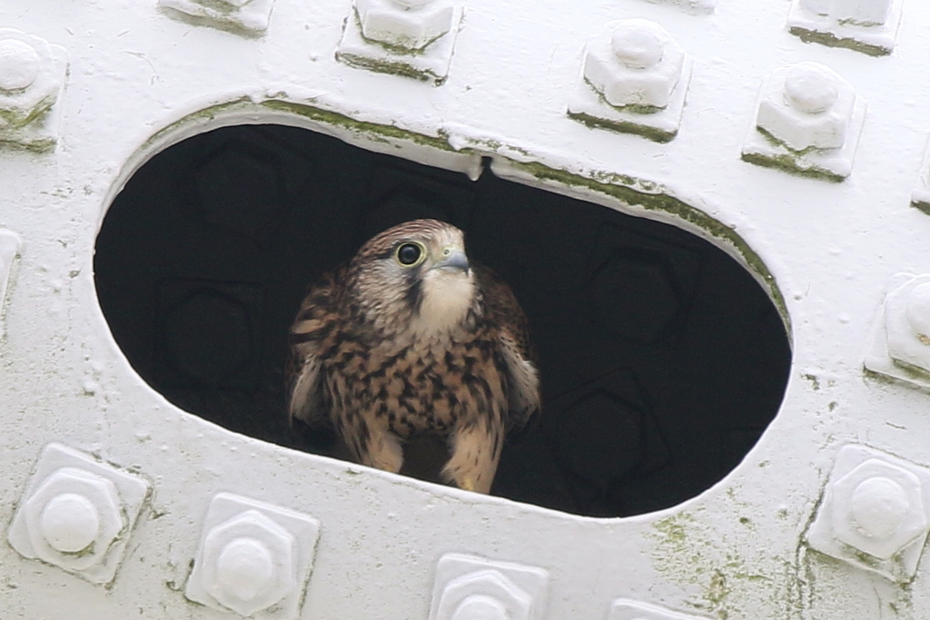 とぼかな、やめよかな