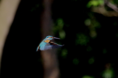 ホバとおかった