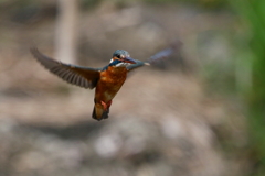 カワ子ちゃんホバ２