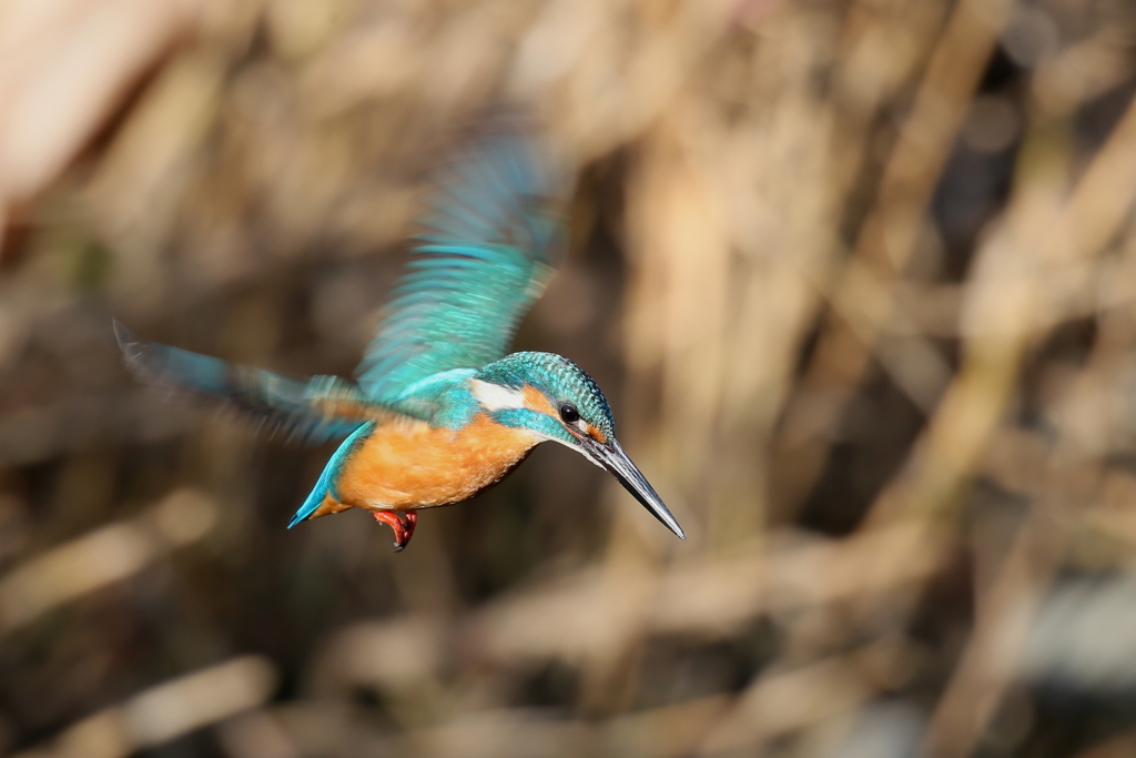 今日のカワ男君Ｓ面ホバ