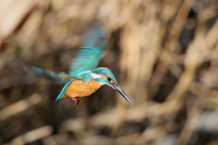 今日のカワ男君Ｓ面ホバ