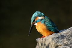 じ～～　　カワセミ君２