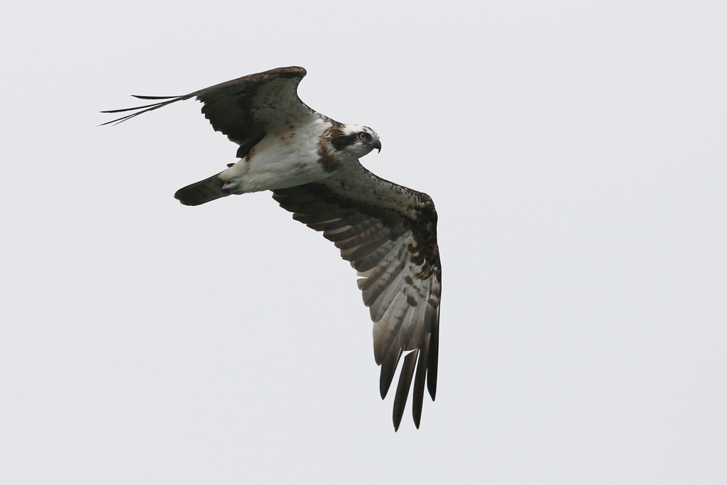 今日のミサゴ父２