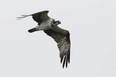 今日のミサゴ父２