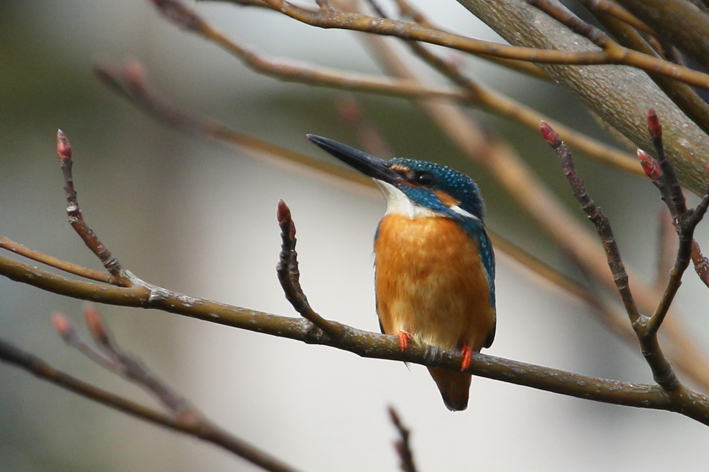 今日のカワ男君