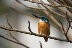今日のカワ男君