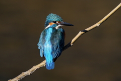 イケメンでしょ