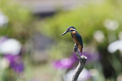 ハナショウブ