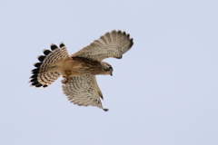 チョウゲンチビ２