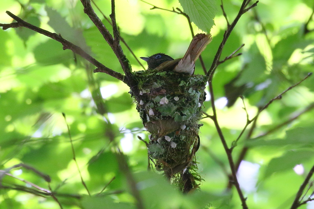 サンちゃんママ２号