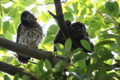 アオバズクチビ４