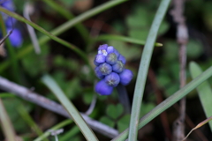 春の花１