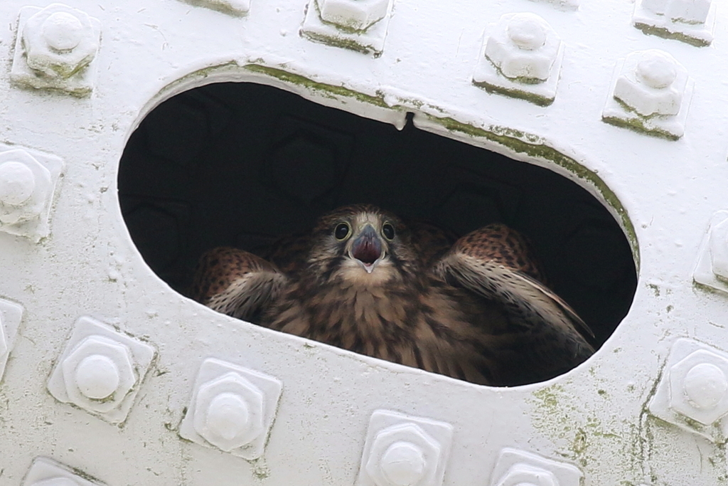 チョウゲンチビ３