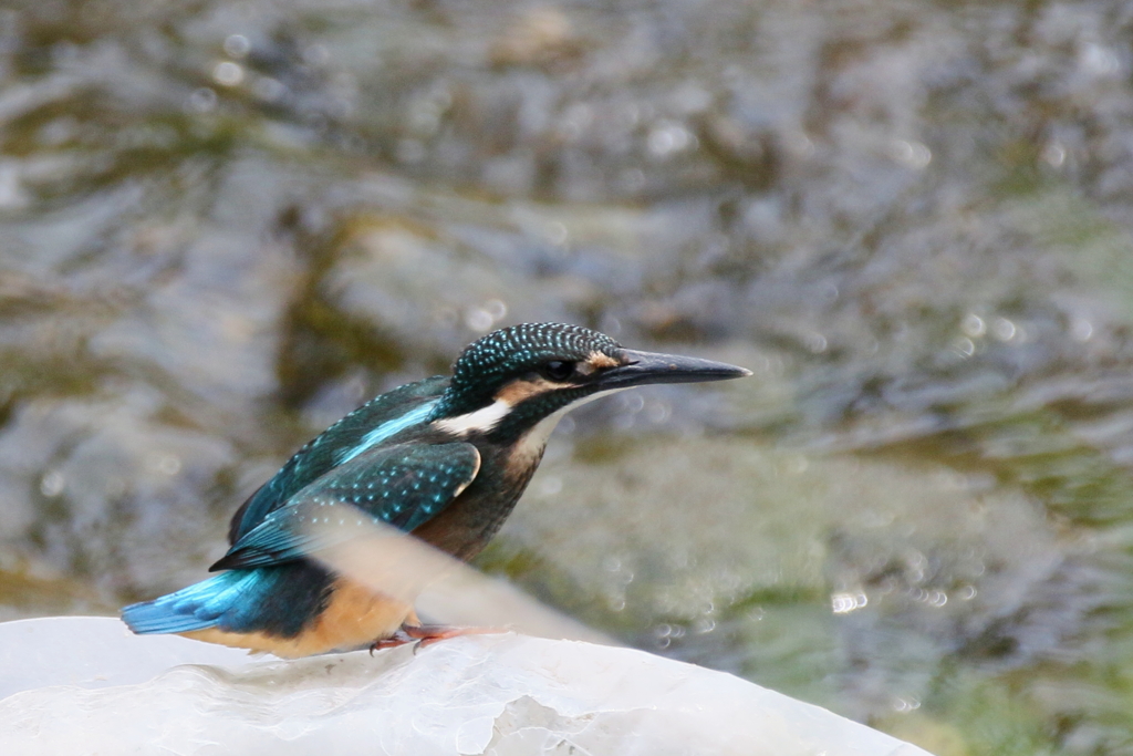 今日のチビカワ