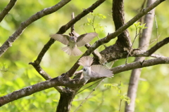 けんかはやめて