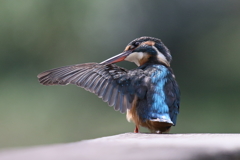 今日のカワ子ちゃん　羽繕い