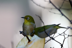 メジロさん いつも一緒