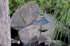 チビカワちゃん２