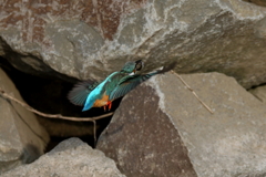 カワセミさん背中