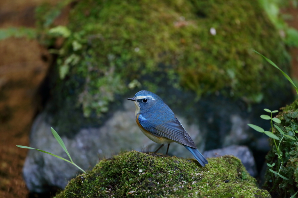 ルリ君　みかえり美男