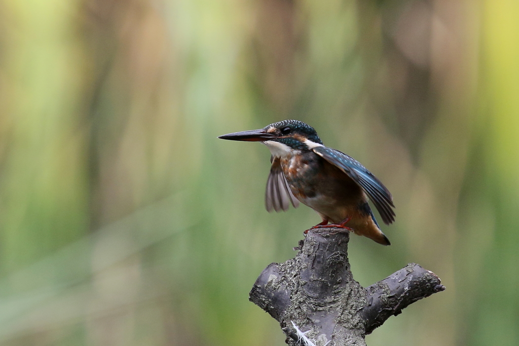 お疲れ様でした
