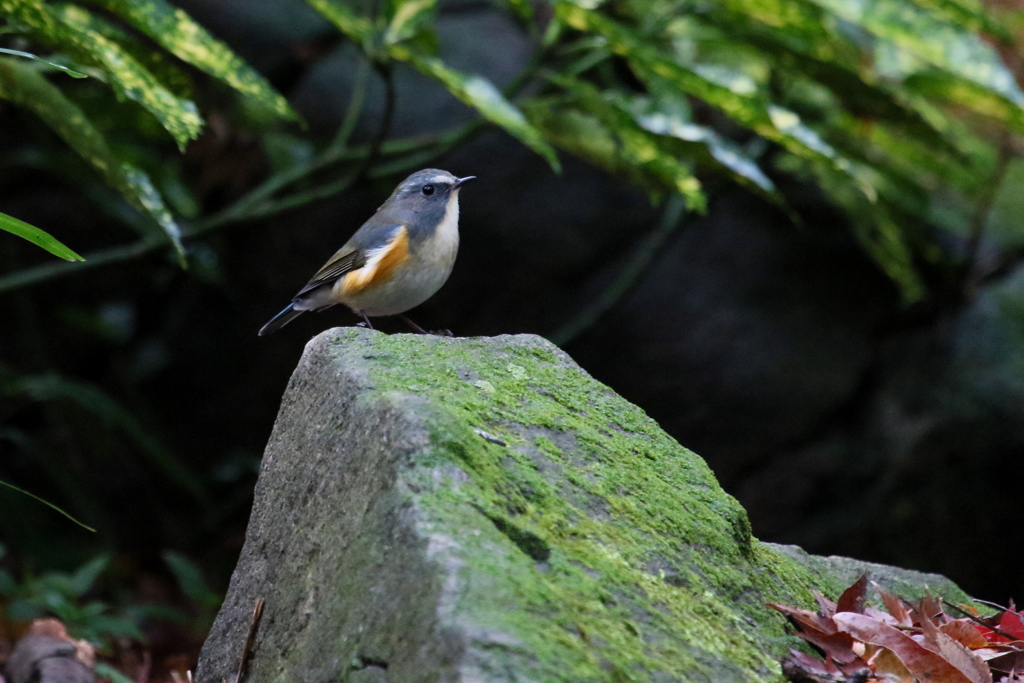 今日のルリ男君１