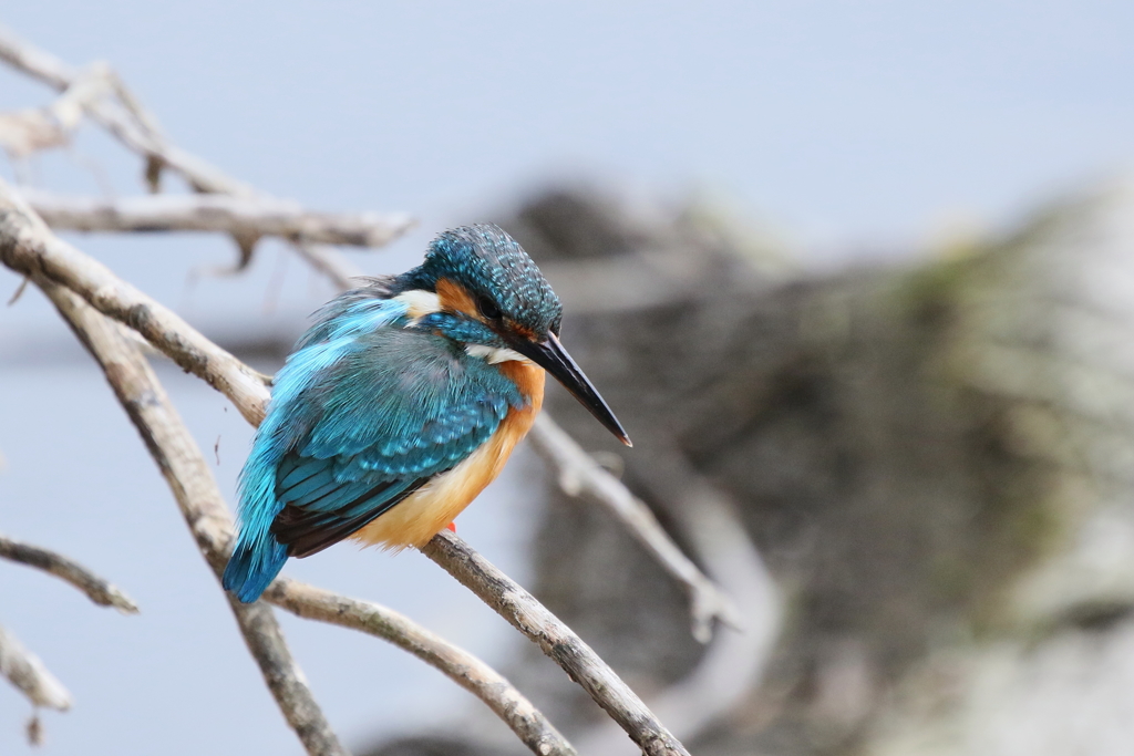 今日のパパセミ 