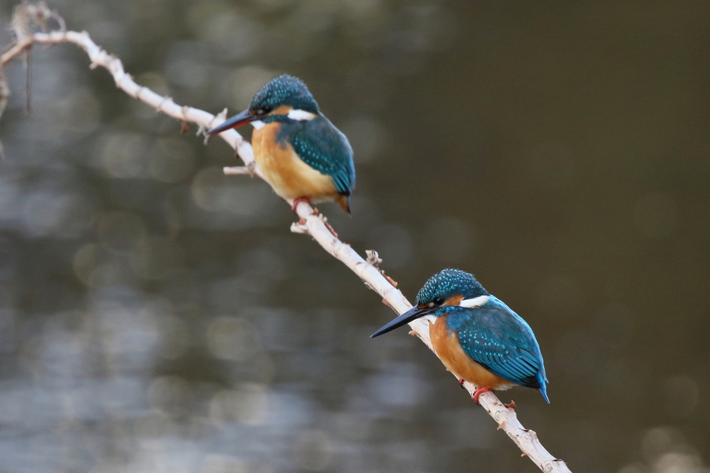 彼女できたかな？