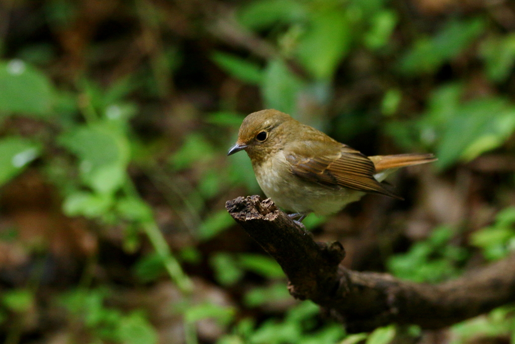 キビタキちゃん