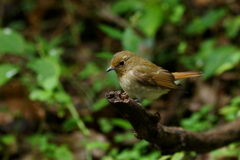 キビタキちゃん