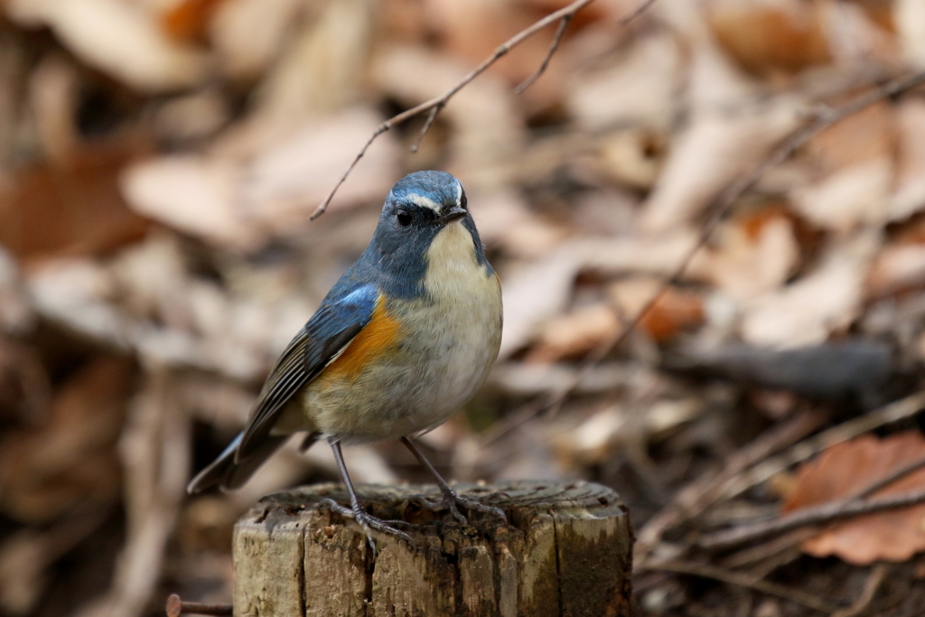 今日のルリ男君３