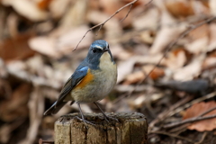 今日のルリ男君３