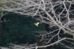 と～い、ホバ