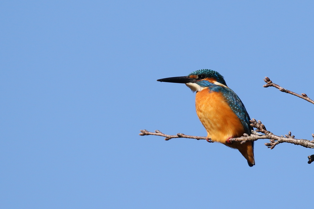 青空カワセミ君１