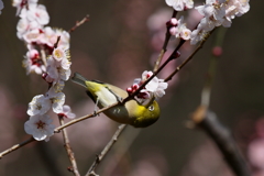 ウメジロ３
