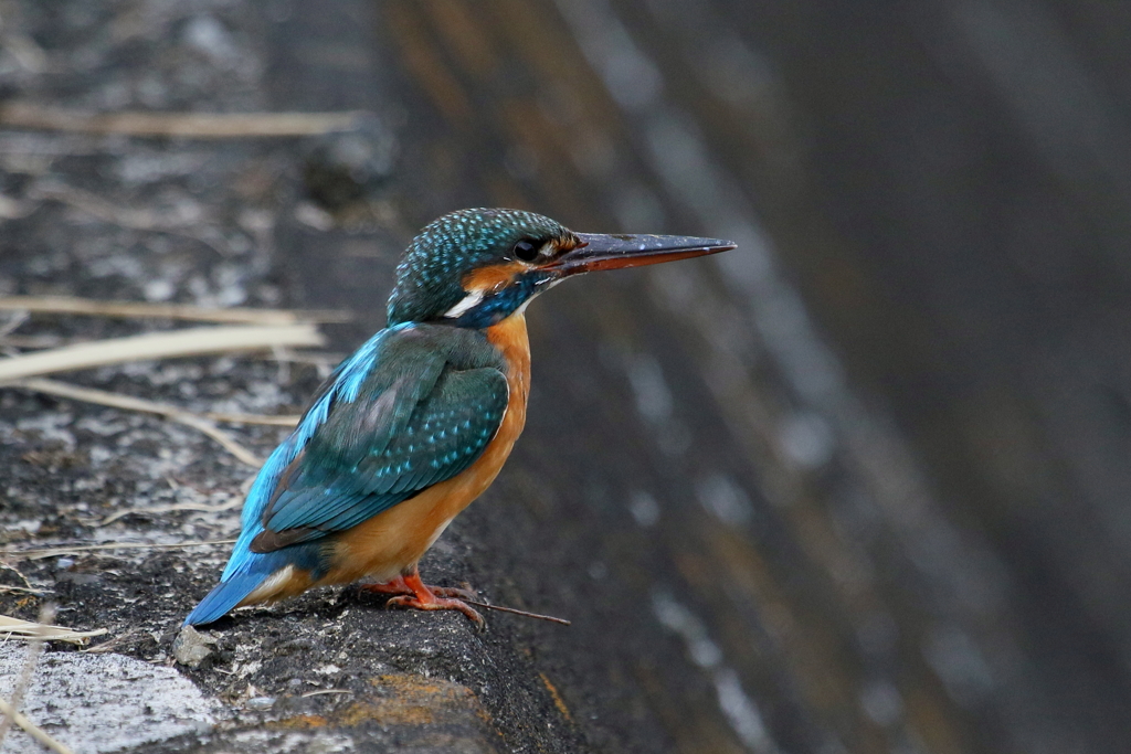 カワ子ちゃん？