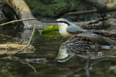 ゴジュウカラ