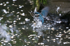 お魚捕り
