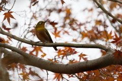 秋色メジロちゃん