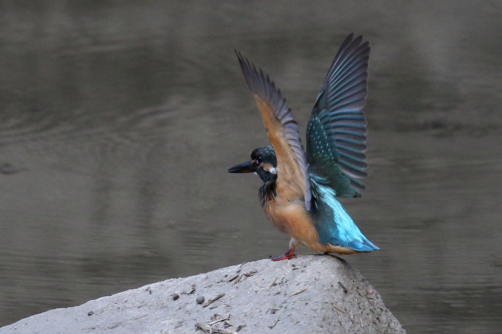 若セミ　バンザイ
