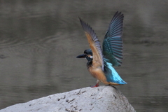 若セミ　バンザイ