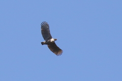 青空クマさん
