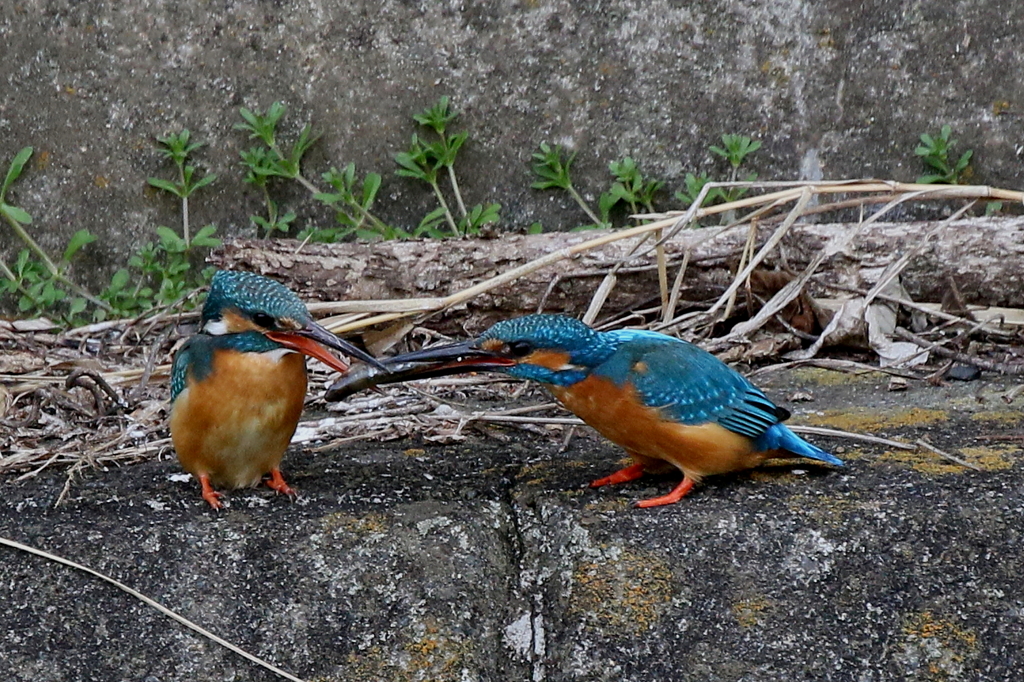 奥様お食事です２