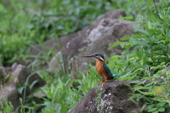 今日のカワ子ちゃん１