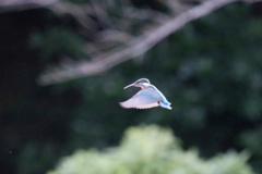 Ｓ面ホバ２－２